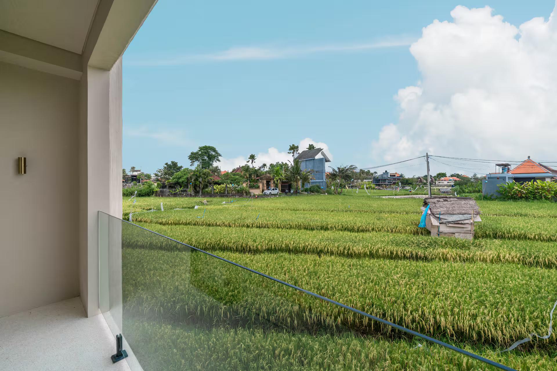 Rice fields immediately behind the villa, a farmer's shelter among the young green stalks