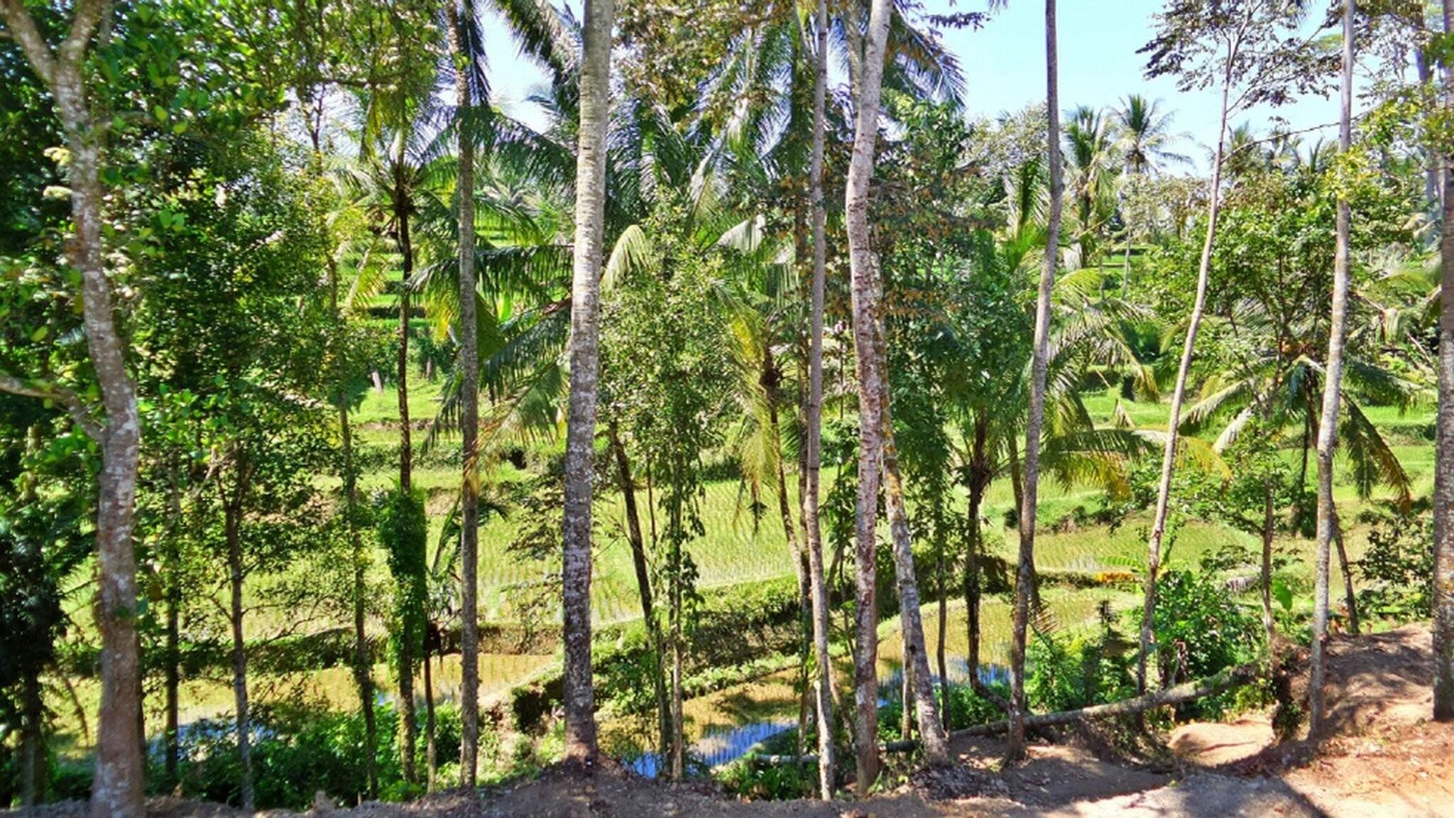 Villa Umah Jae - Photo 5